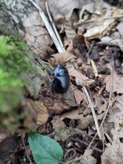 Anoplotrupes stercorosus