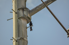 Dicrurus macrocercus harterti