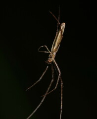 Tetragnatha