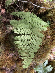 Dryopteris glabra