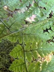 Dryopteris glabra