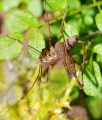 Macropathinae