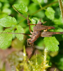 Macropathinae