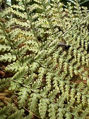 Dryopteris glabra