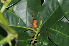 Gryllacrididae
