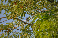 Dendrocitta formosae