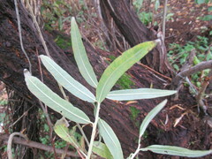 Salix gmelinii