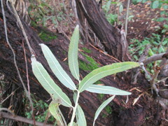 Salix gmelinii