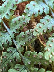 Dryopteris glabra