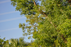 Dendrocitta formosae