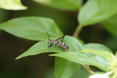 Nokona pilamicola