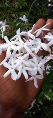 Jasminum polyanthum