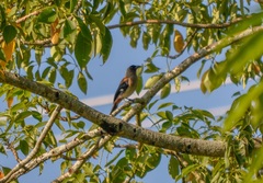 Dendrocitta formosae