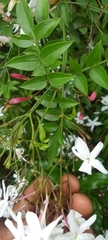 Jasminum polyanthum