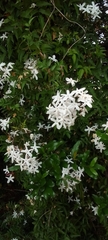 Jasminum polyanthum