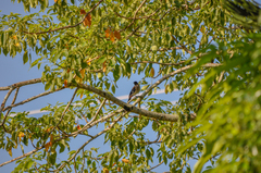 Dendrocitta formosae