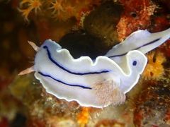 Chromodoris willani