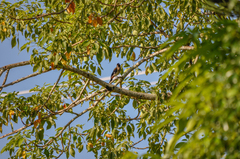 Dendrocitta formosae