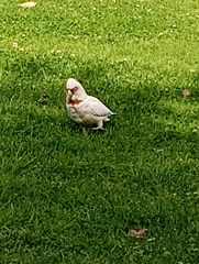 Cacatua tenuirostris