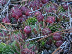 Sempervivum globiferum