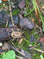 Odiellus spinosus