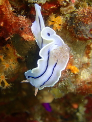 Chromodoris willani