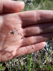 Myosotis australis