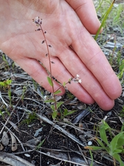 Myosotis australis