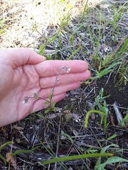 Myosotis australis