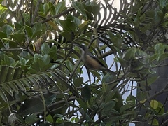 Acanthorhynchus tenuirostris