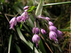 Allium carinatum pulchellum