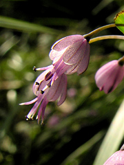 Allium carinatum pulchellum