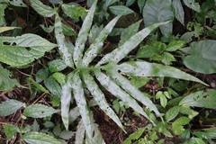 Leptochilus ellipticus