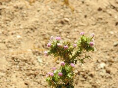 Carduus tenuiflorus