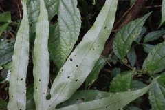 Leptochilus ellipticus