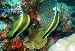 Heniochus chrysostomus