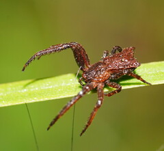 Sidymella