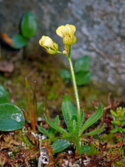 Draba oxycarpa