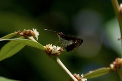 Sabera caesina