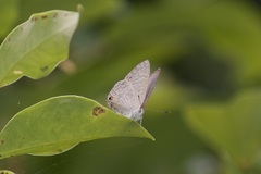 Catopyrops florinda