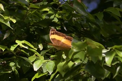 Yoma sabina