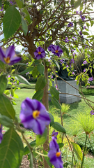 Lycianthes rantonnetii