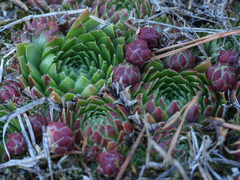Sempervivum globiferum