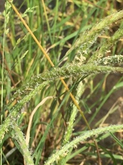 Alopecurus myosuroides