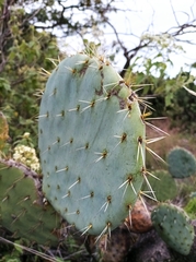 Opuntia robusta