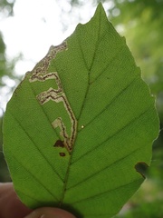 Stigmella hemargyrella