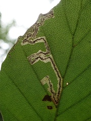 Stigmella hemargyrella