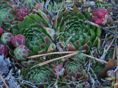 Sempervivum globiferum