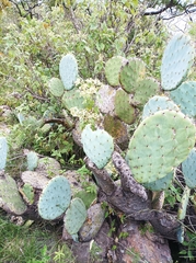 Opuntia robusta