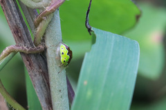 Chiridopsis marginata
